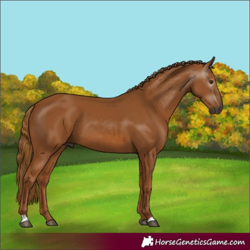 Horse Color:Gray Chestnut