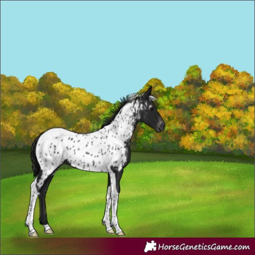 Horse Color:Gray Black Tobiano Appaloosa 