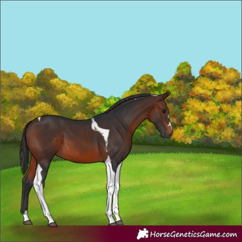 Horse Color:Brown Tobiano 