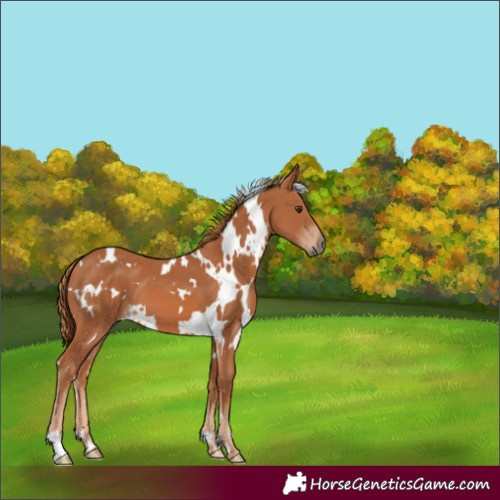 Horse Color:White Spotted Chestnut 
