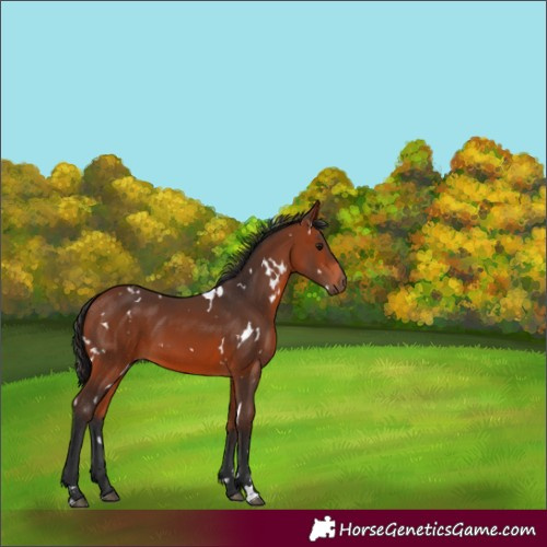 Horse Color:White Spotted Bay 