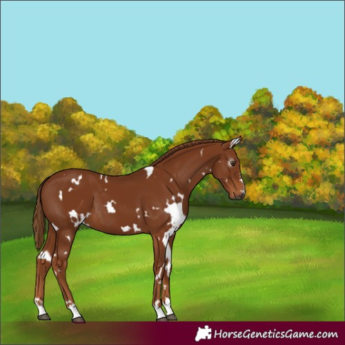 Horse Color:Gray White Spotted Chestnut 