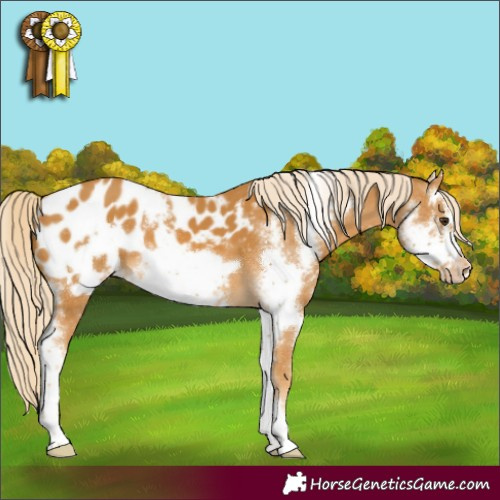 Horse Color:Palomino Sabino Frame Blanket 