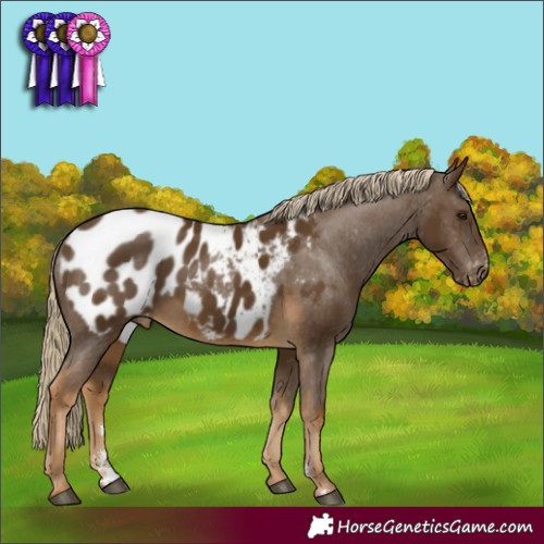 Horse Color:Chocolate Palomino Appaloosa Rabicano 