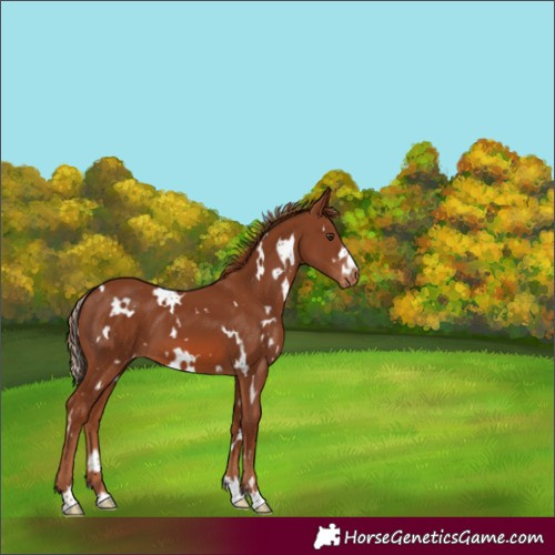Horse Color:White Spotted Chestnut Appaloosa