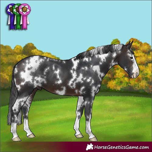 Horse Color:White Spotted Brown 