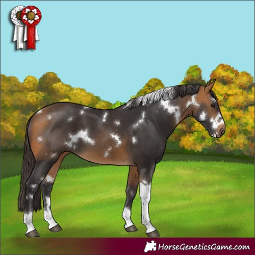 Horse Color:White Spotted Buckskin Tobiano 