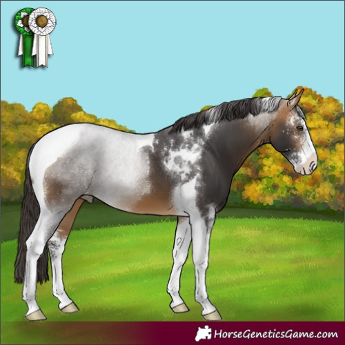 Horse Color:Buckskin Sabino Tobiano 