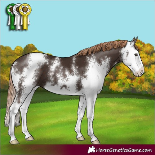 Horse Color:Liver Chestnut Sabino Splash 