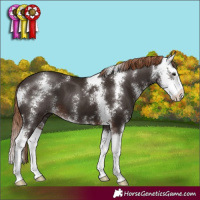 Horse Color:Liver Chestnut Sabino Splash