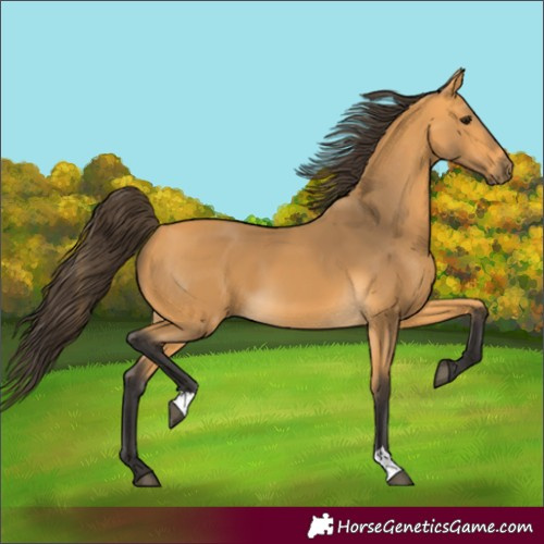Horse Color:Buckskin 