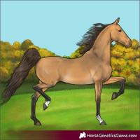 Horse Color:Buckskin