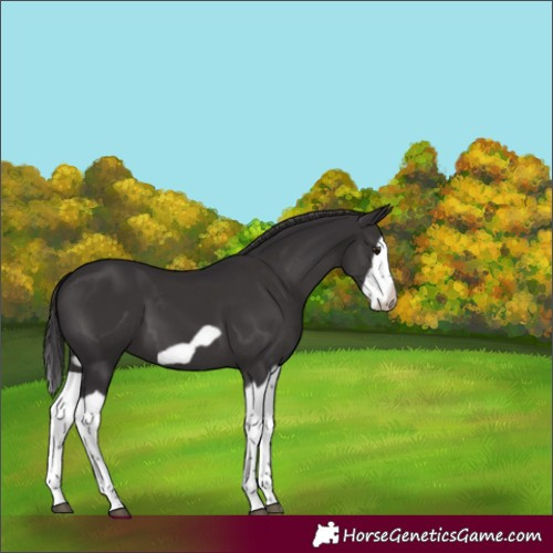 Horse Color:Smoky Black Splash Frame 