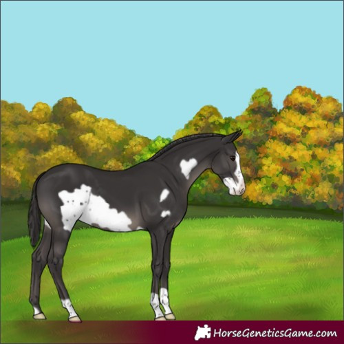 Horse Color:Smoky Black Frame 