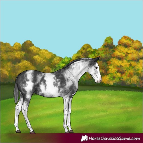 Horse Color:White Spotted Black Splash 