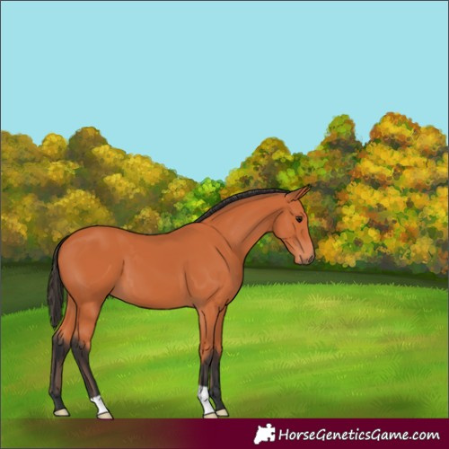 Horse Color:Bay 