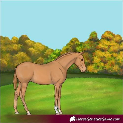 Horse Color:Chestnut 