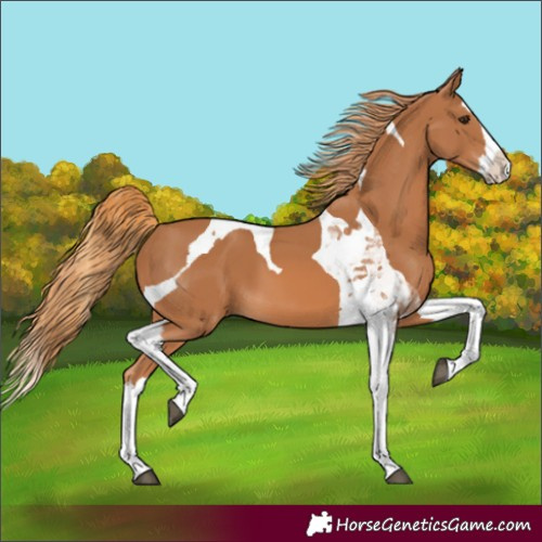 Horse Color:Chestnut Splash Tobiano 