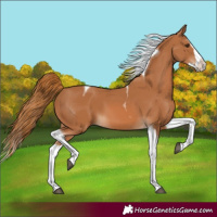 Horse Color:Chestnut Splash Tobiano 