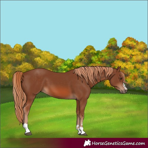 Horse Color:Chestnut 
