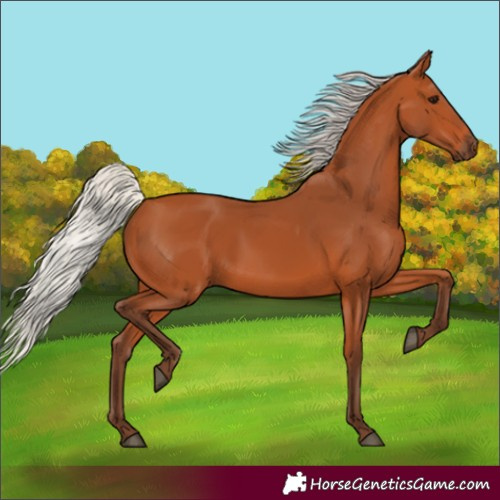 Horse Color:Silver Bay 