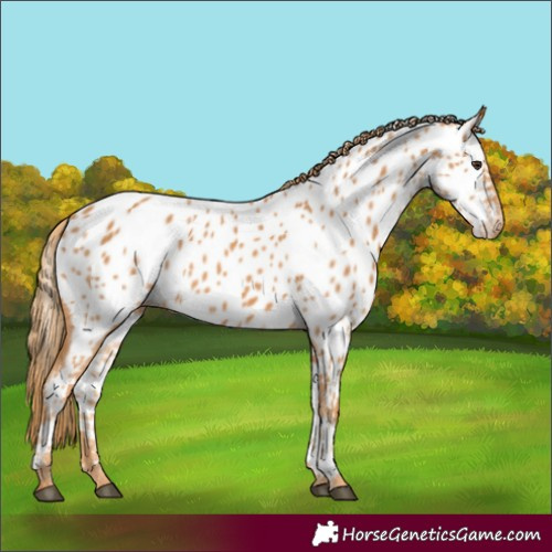 Horse Color:Chestnut Appaloosa