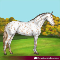 Horse Color:Chestnut Appaloosa 