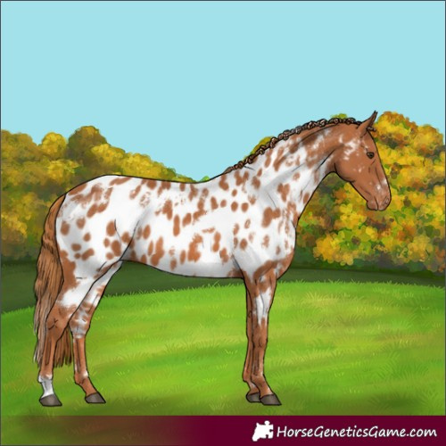 Horse Color:White Spotted Chestnut Appaloosa 
