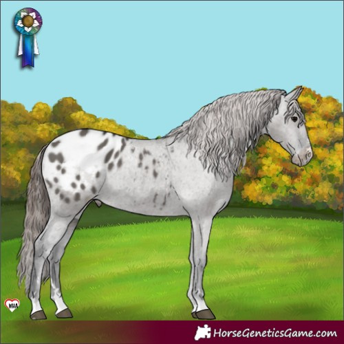 Horse Color:Grullo Appaloosa 