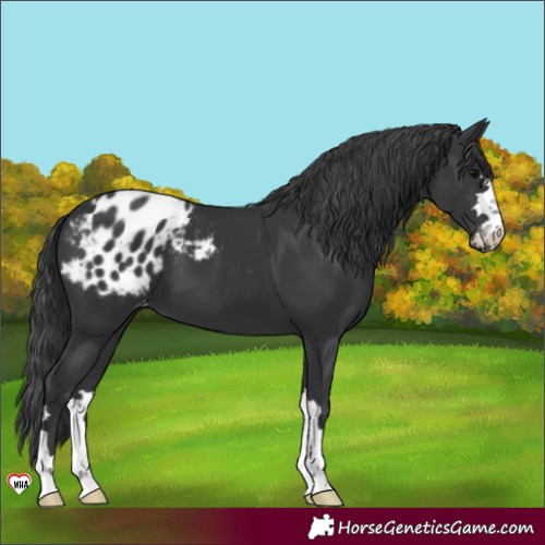 Horse Color:Black Blanket 