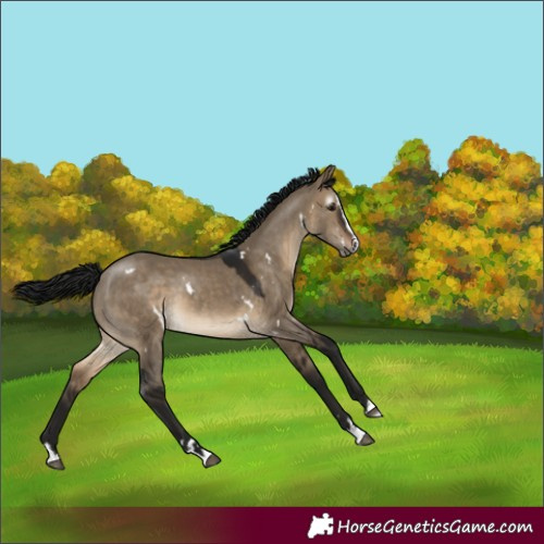 Horse Color:Gray White Spotted Brown Dun Splash Rabicano 