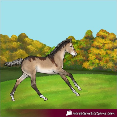 Horse Color:Gray Silver Brown Dun Sabino 