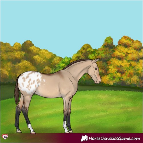 Horse Color:Bay Dun Appaloosa 