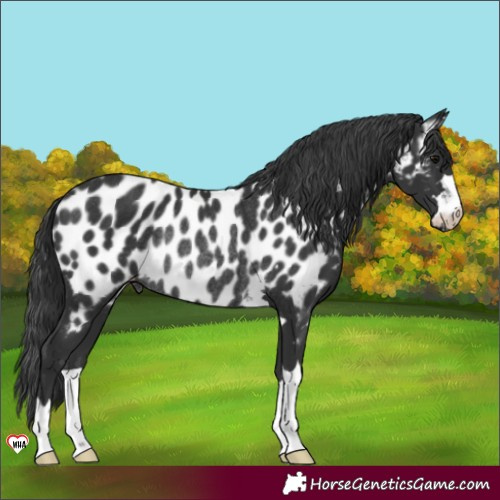 Horse Color:Black Appaloosa Rabicano 