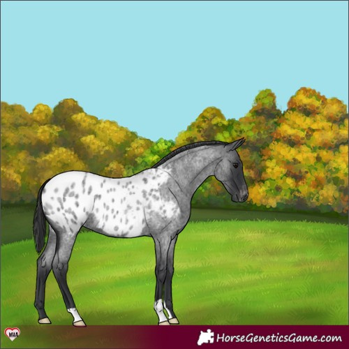 Horse Color:Blue Roan Appaloosa 