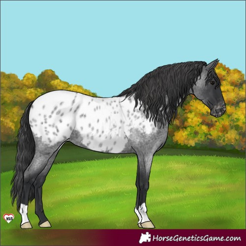Horse Color:Blue Roan Appaloosa 
