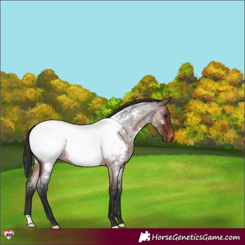 Horse Color:Brown Roan Near Fewspot 