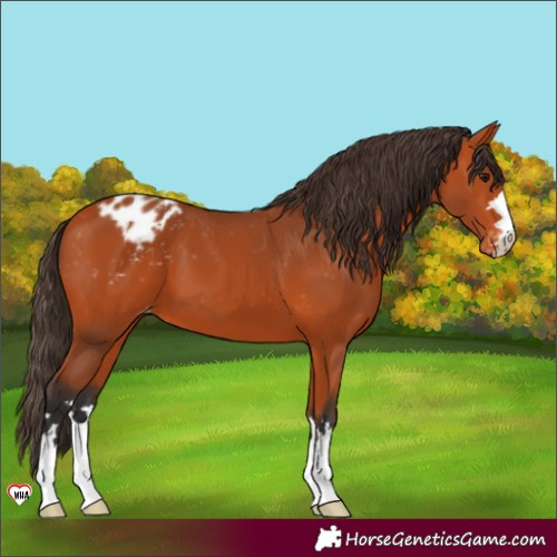 Horse Color:Bay Appaloosa 