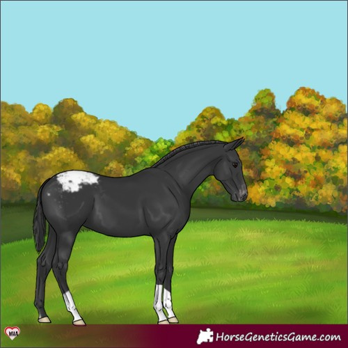 Horse Color:Black Appaloosa 