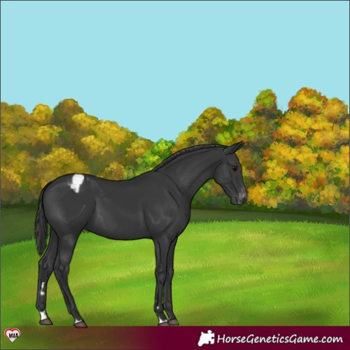 Horse Color:Black Appaloosa 