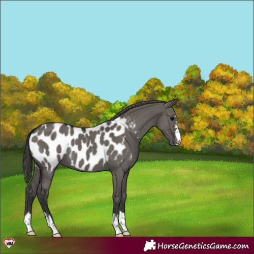 Horse Color:Grullo Appaloosa 