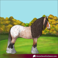 Horse Color:Bay Roan Splash Appaloosa 