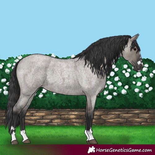 Horse Color:Grullo Roan 