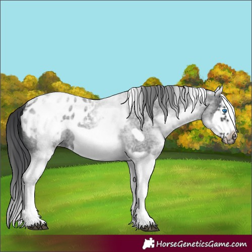 Horse Color:White Spotted Blue Roan Splash Frame Appaloosa 