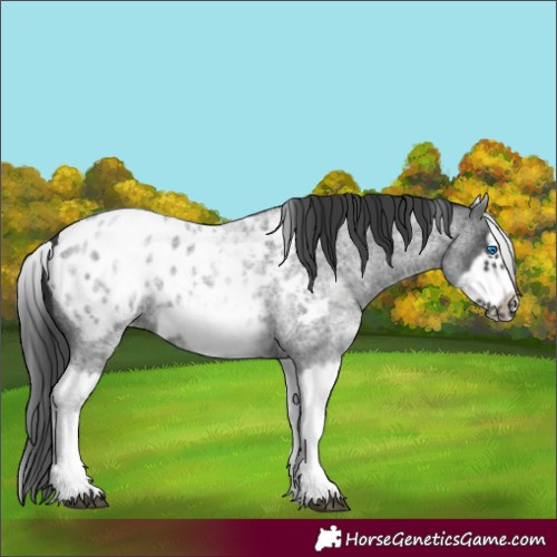 Horse Color:White Spotted Blue Roan Splash Frame Appaloosa 