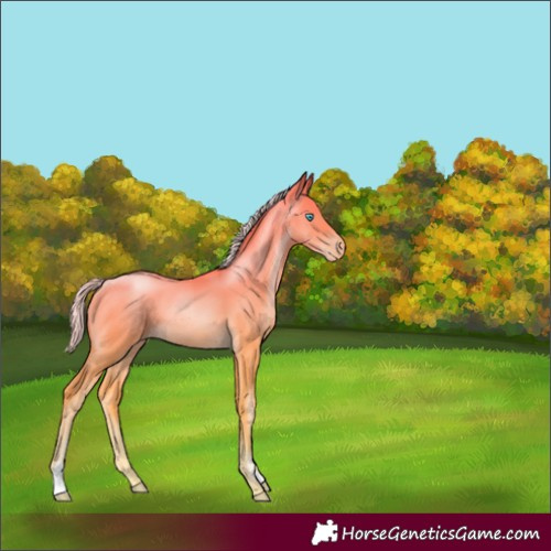Horse Color:Palomino Pearl 