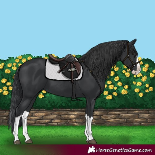 Horse Color:Black Splash