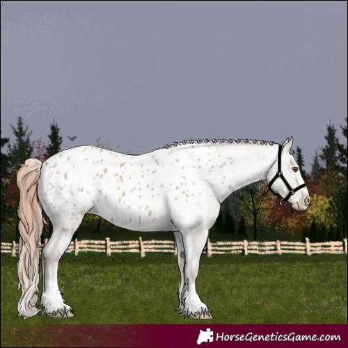 Horse Color:Classic Champagne Dun Appaloosa 