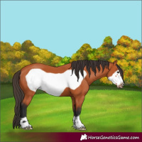 Horse Color:Bay Frame 