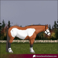 Horse Color:Bay Frame